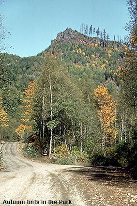  Autumn tints in Sasquatch Provincial Park, BC, Canada