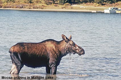  Moose grazing in Maligne Lake, Jasper National Park, Alberta, Canada