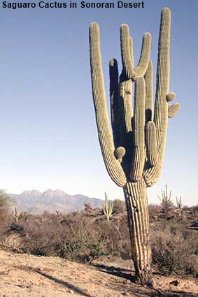 Saguaro Cactus in Sonoran Desert, AZ, USA