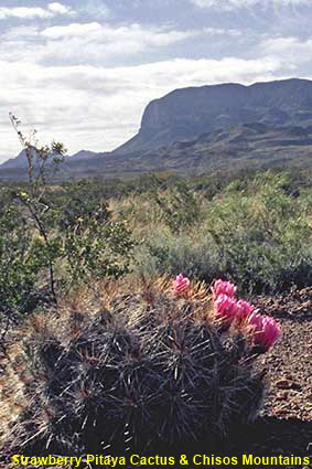  Strawberry Pitaya Cactus & Chisos Mountains, Big Bend National Park, TX, USA
