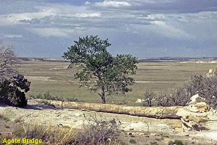  Agate Bridge, Petrified Forest National Park, AZ, USA