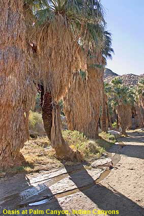  Oasis at Palm Canyon, Indian Canyons Trading Post,  CA, USA