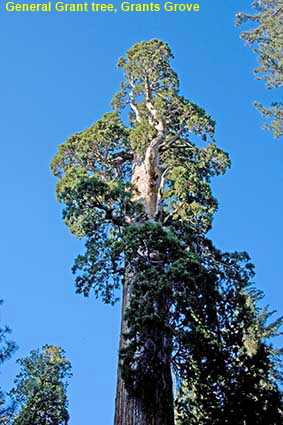 General Grant tree, Grants Grove, Kings Canyon National Park, CA, USA General Grant tree, Grants Grove, Kings Canyon National Park, CA, USA