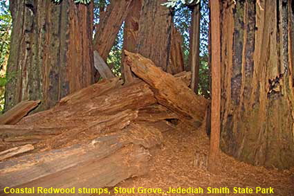  Coastal Redwood stumps, Stout Grove, Jedediah Smith State Park, CA, USA
