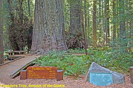  Founders Tree, Avenue of the Giants, Humboldt Redwoods State Park, CA, USA