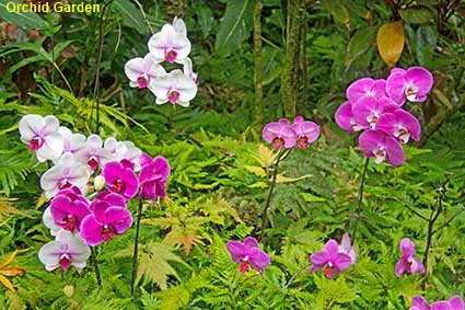  Orchid Garden, Hawaii Tropical Botanical Garden, Hawaii , HI, USA