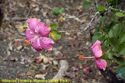  Hibiscus Flowers, Waimea Valley Park, Oahu, HI, USA
