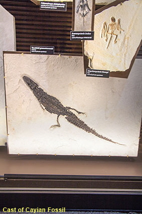 Cast of caiman fossil, Fossil Butte NM, WY, USA Cast of caiman fossil, Fossil Butte NM, WY, USA